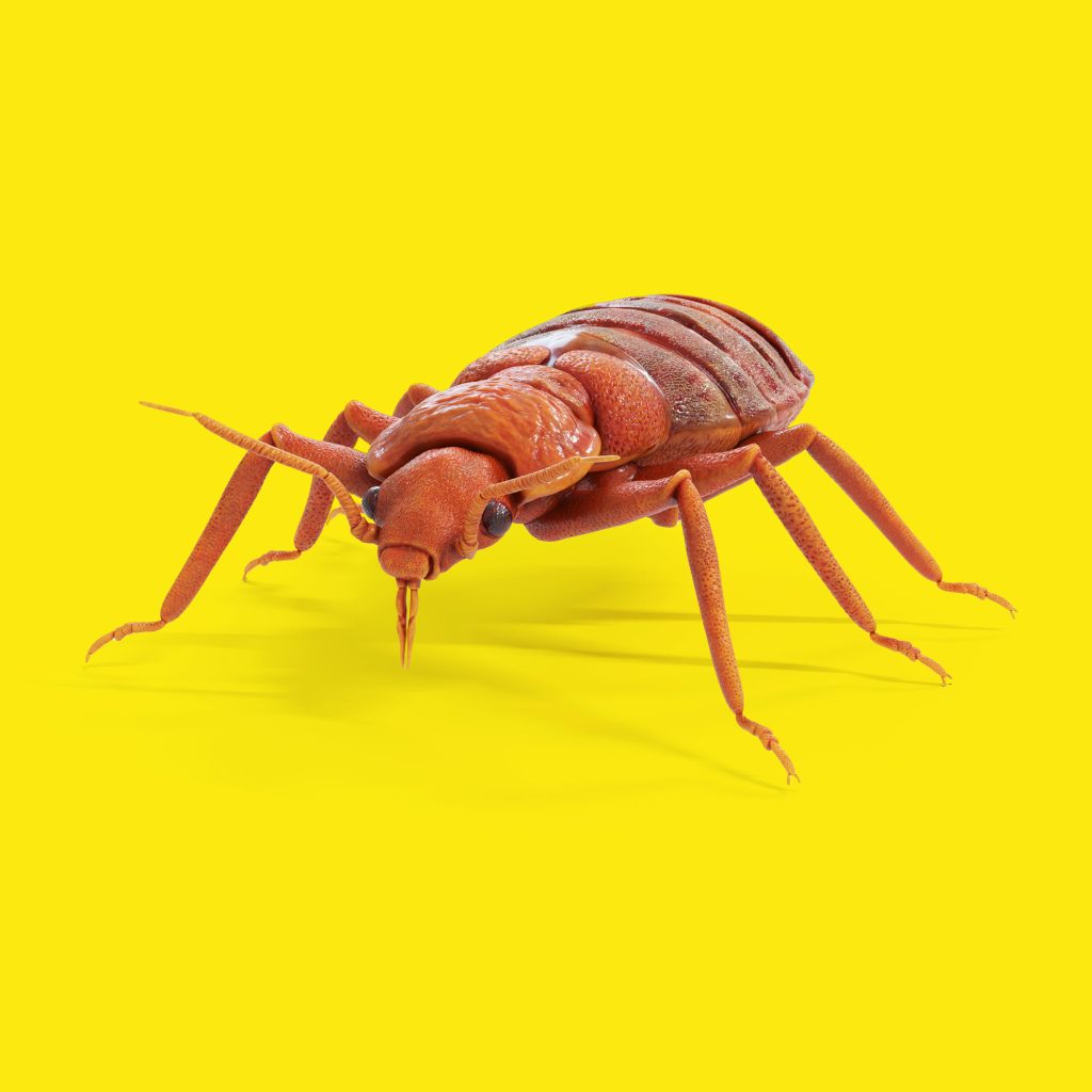 Professional Pest Control Backed by 50+ Years Experience