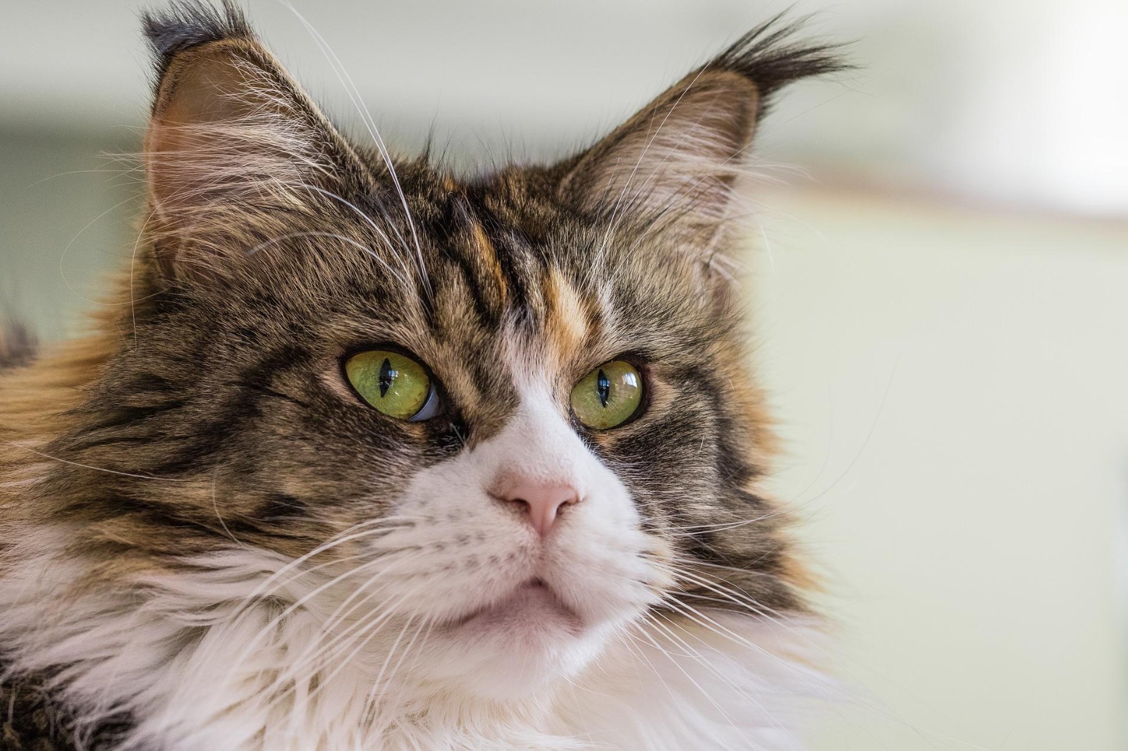 Gorgeous Maine Coon Cats for Sale Near Me – Home Raised
